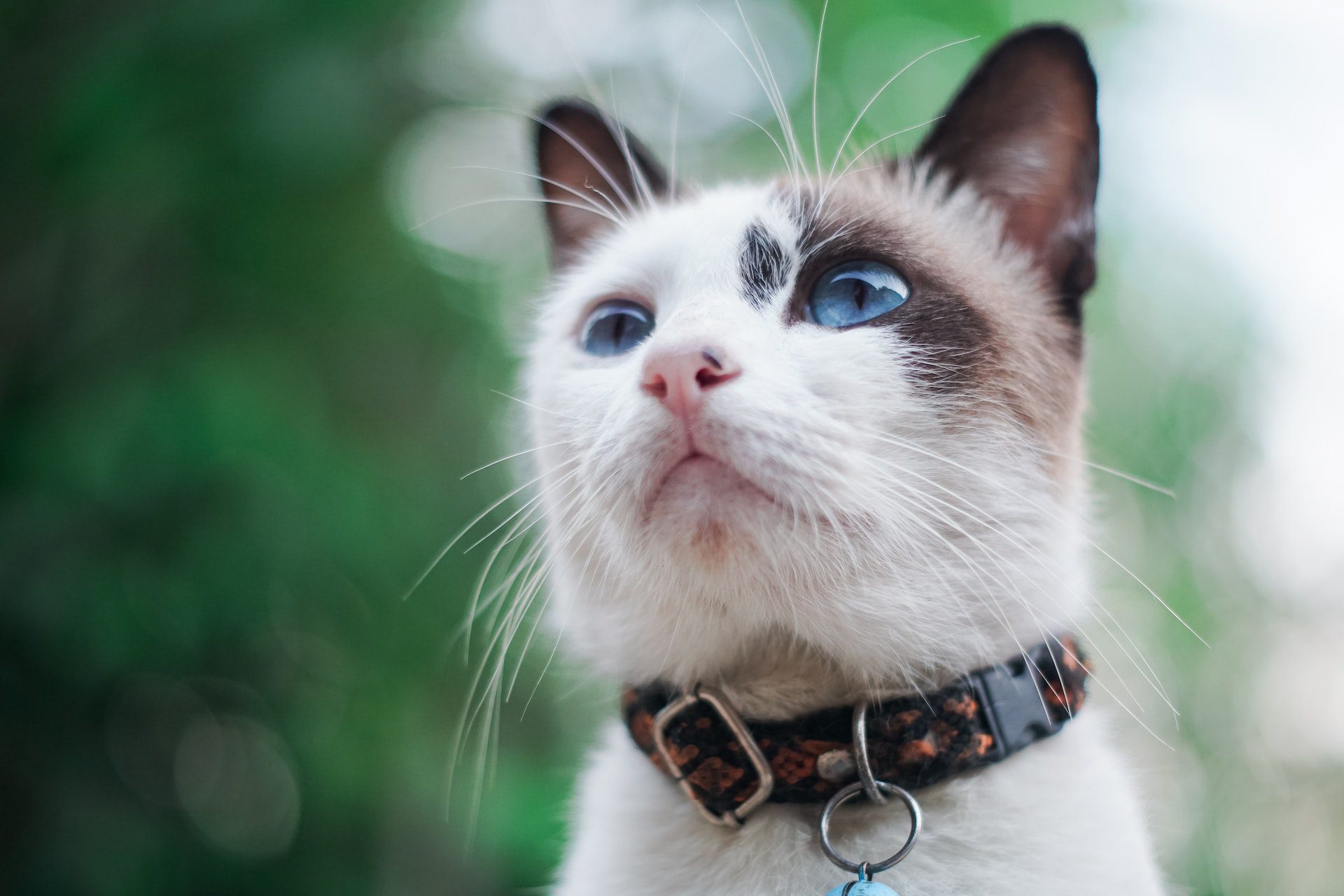 black and white cat